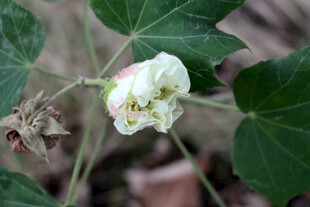 木芙蓉