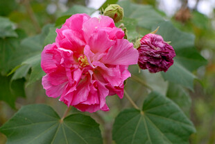 木芙蓉