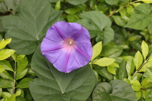 牵牛花