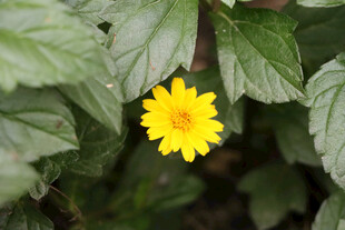 黄色野菊花