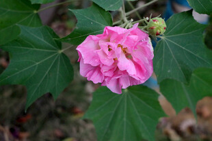 木芙蓉 