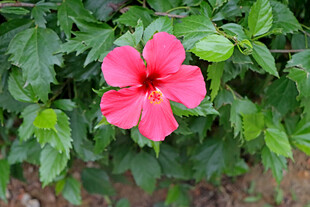 扶桑花