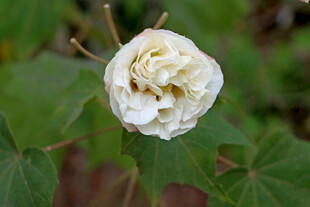 白色木芙蓉花