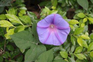 牵牛花