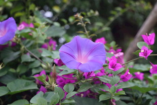 牵牛花