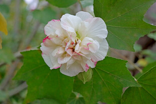白色木芙蓉花