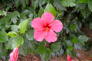 扶桑花