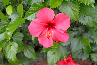 扶桑花