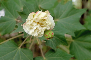 木芙蓉
