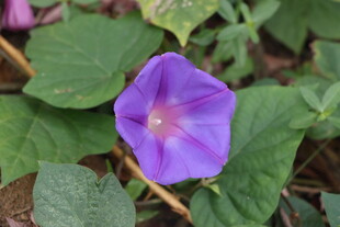 牵牛花