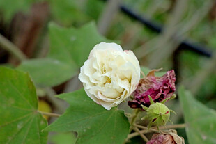 木芙蓉