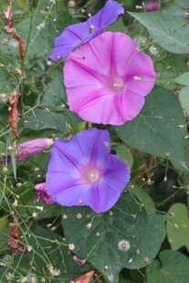 牵牛花