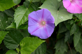 牵牛花