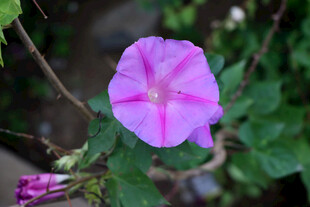牵牛花
