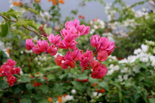 牵牛花