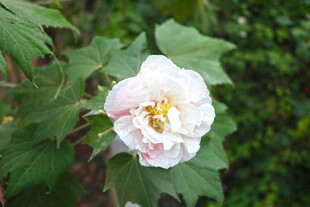 白色木芙蓉花