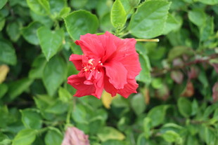 扶桑花