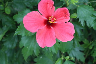 扶桑花