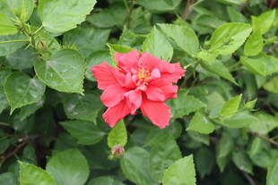 扶桑花