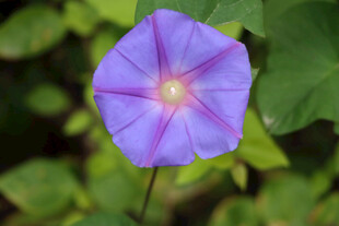 牵牛花