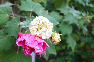 木芙蓉