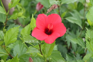 扶桑花 