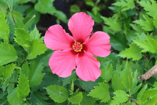 扶桑花 