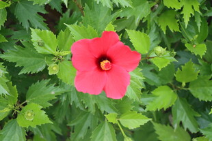 扶桑花