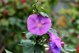 牵牛花