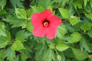 扶桑花
