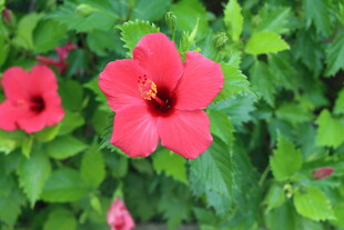 扶桑花