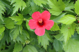 扶桑花