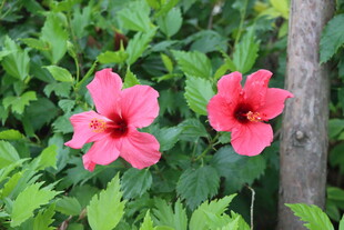 扶桑花