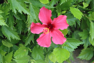 扶桑花