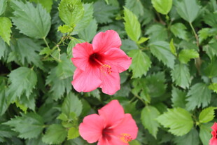扶桑花