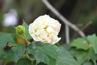 白色木芙蓉花