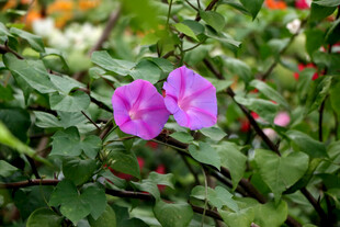 牵牛花