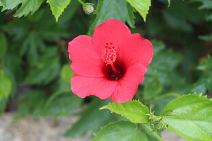 扶桑花