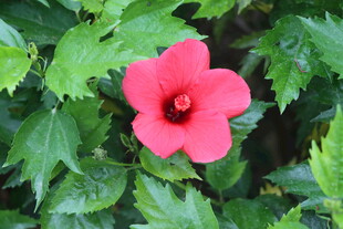 扶桑花