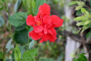 扶桑花