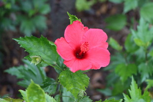 扶桑花