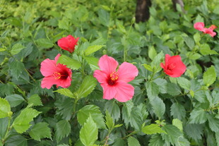 扶桑花