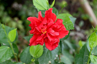 扶桑花