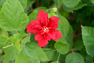 扶桑花