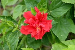 扶桑花