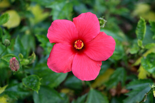 扶桑花