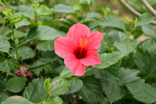 扶桑花