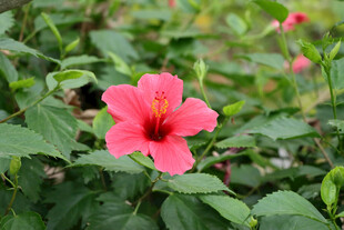 扶桑花