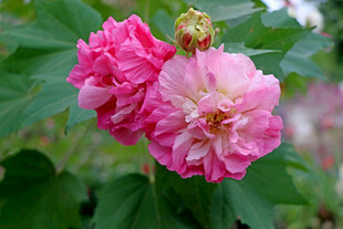 木芙蓉 