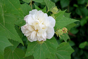 白色木芙蓉花